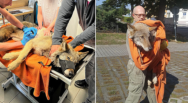 Nejisté vyhlídky sraženého vlka Bubly. V přírodě ho čeká smrt, tvrdí odborníci