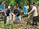 Vesniané v Indonésii nali tlo poheované eny v útrobách sedmimetrové...