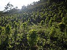 V Kolumbii se rekordn rozíily plantáe s kokou, vzrostla i produkce kokainu....