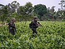 Skupina voják mla za úkol vymýtit pole s kokou u vesnice La Hormiga v...