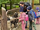 Olena, Nazar, Polina a Lesya krmí kozy v ostravské zoo.