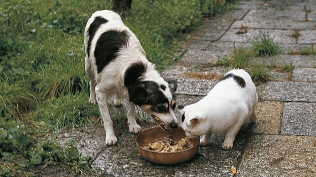 Rozhodn nen dobr je krmit stejnou potravou. Pes a koka potebuj rozdlnou stravu.