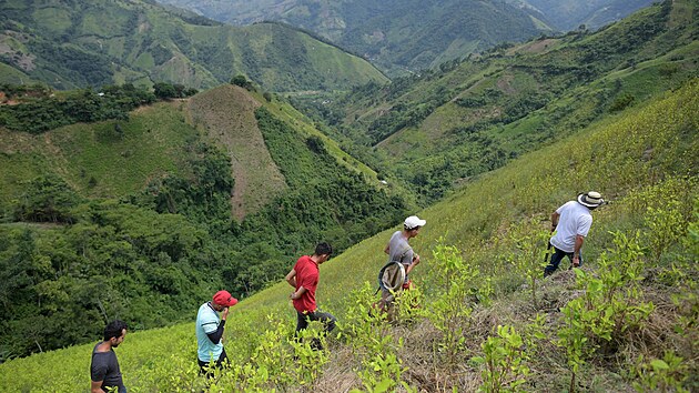 V Kolumbii se rekordn rozily plante s kokou, vzrostla i produkce kokainu. Na snmku plant v regionu Catatumbo. (19. srpna 2022)