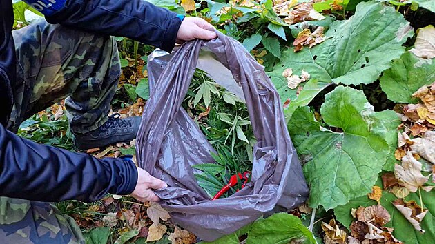 Policist ve dnickm lese na Vykovsku odhalili ukrytou plant konop.