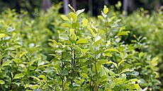 V Kolumbii se rekordn� rozrostly plantá�e s kokou. (9. zá�í 2022)
