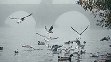 Podzimní poasí v okolí Karlova mostu v Praze. (27. íjna 2022)