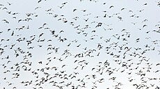 Hejno b�ehou�e rudého. (13. dubna 2016)