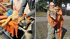 O zranného vlka se starají v Záchranné stanici Drosera v Bublav.
