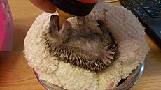 Hlavn jekm nedávejte kravské mléko i ovoce.