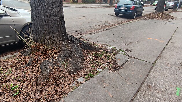 Koeny strom v Krkokov ulici naruuj chodnk. Pi oprav vodovodu by byly nenvratn pokozeny.