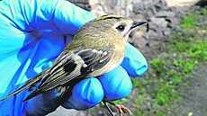 Králí�ek obecný. Vá�í maximáln� �est gram�.