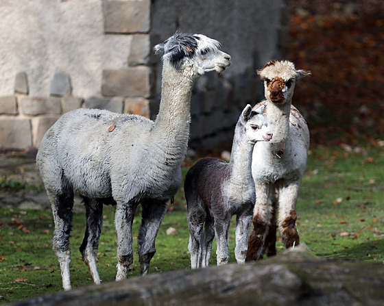 Návtvníci jihlavské zoologické zahrady u mohou celou rodinu alpak vidt ve...