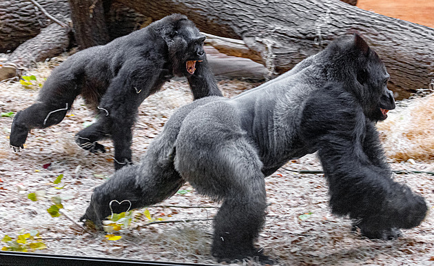 Velká gorilí rodina v Zoo Praha je pohromadě. Kamba a Ajabu trochu zuřili