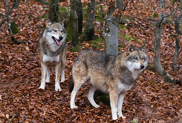 V galerii vystavili vlky v kleci jako umění, nocovali v autě. Zasáhli veterináři