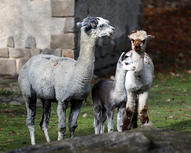 Návštěvníci jihlavské zoologické zahrady už mohou celou rodinu alpak vidět ve...