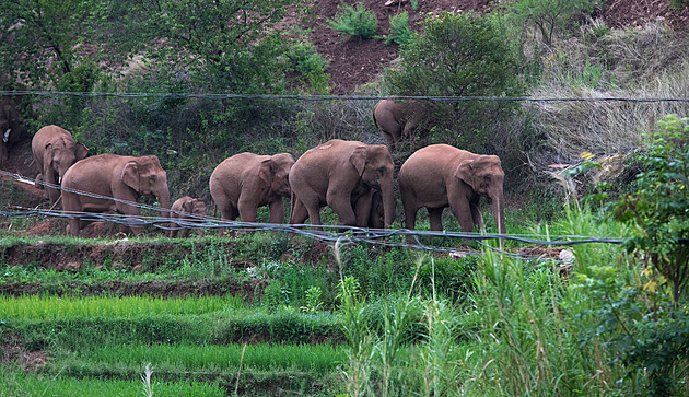 Myslí na slony, přehlížejí Afričany. Uživatelé Twitteru vidí půl reality
