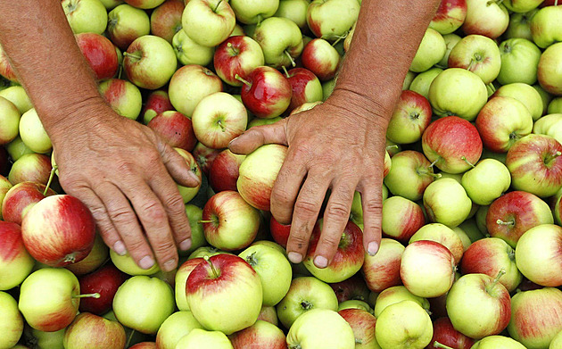 Řetězce loni prodávaly česká jablka za 30 Kč, cena u zemědělců byla 13 korun