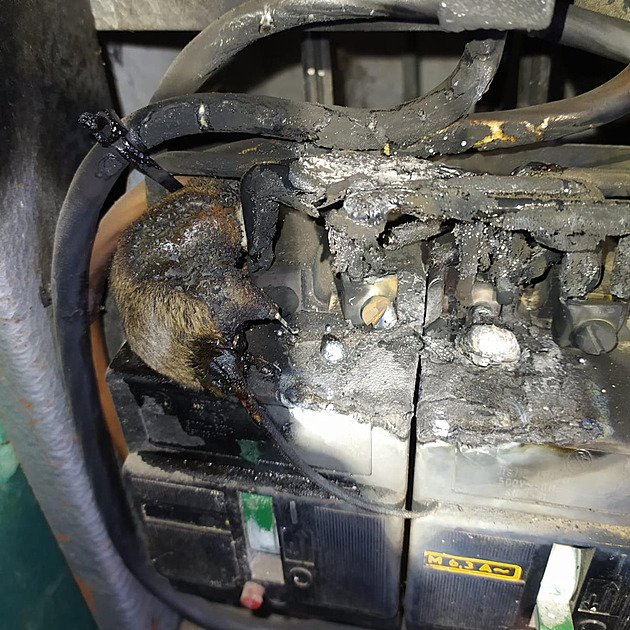 Myš vlezla do elektrického rozvaděče a povytáhla drát, zkrat způsobil požár