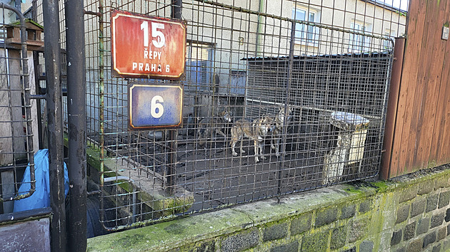 V kleci a v blátě. Pět vlků živoří v Praze na dvorku, majitel je odmítá odevzdat