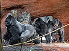 Zábry ze spojování goril v praské zoo