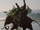 Slon jako pracovní zvíe v Nepálu