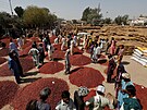 Obchodníci na trhu s chilli v Mirch Mandi v Kunri, Umerkot, Pákistán. (24. únor...