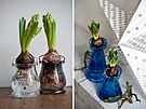 Na rychlení hyacint se prodávají speciální sklenné nádoby: které drí cibulku...