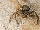 Pavouk skkavka na hradeck pskovn Maroknka
