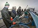 Rybi Vojenskch les a statk po dvou letech vylovili Horn Padrsk rybnk v...