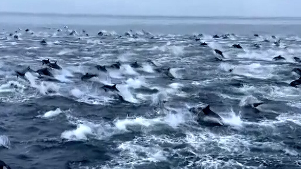 Potápěčka natočila obří hejno delfínů