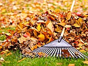 Není nutné mít pod kontrolou kadý lísteek. A kdy u listí uklízíte, vyuijte...