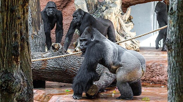 Novci v Zoo Praha, samec Kisumu a samice Duni, se setkali se zbytkem goril skupiny. Nvtvnci mohou erstv sdruenou estici primt pozorovat u nyn v pavilonu rezervace Dja. Na snmku zleva: samice Kijivu, Shinda a stbrohbet samec Kisumu.