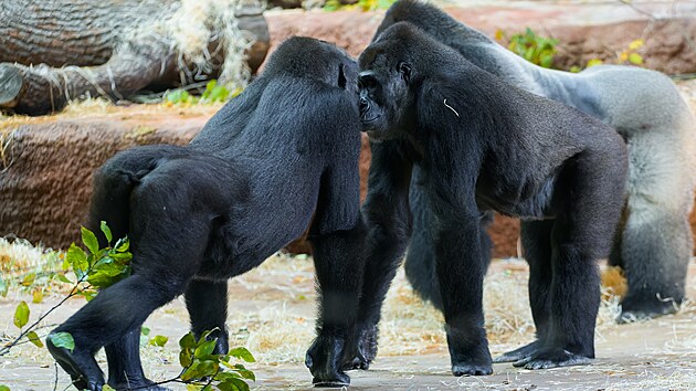 Devtilet Duni se seznamuje se svoj babikou Kijivu. Podle chovatel vak gorily spolen geny vzjemn nevyct.