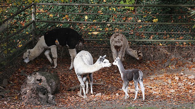 Návštěvníci jihlavské zoologické zahrady už mohou celou rodinu alpak vidět ve venkovním výběhu.