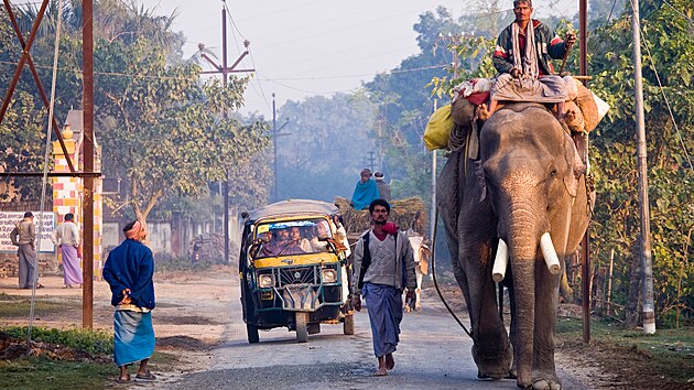 Na cest na trh. V Sonepuru je jeden z nejvtch zvecch trh v Indii. Prodvaj se i sloni.