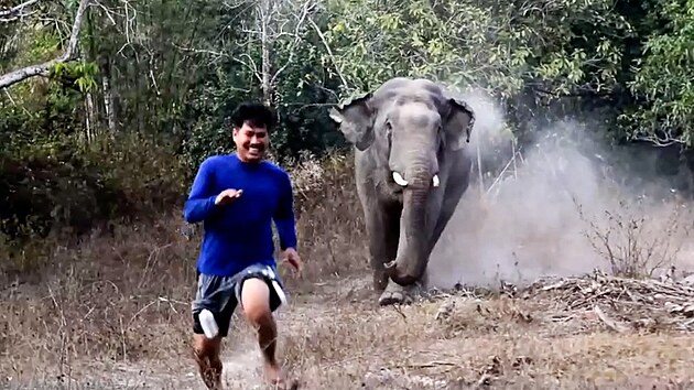 Koho chrnit? Hladov slon zahn v Thajsku mue, kter se mu snail zabrnit v porn farmovy rody.