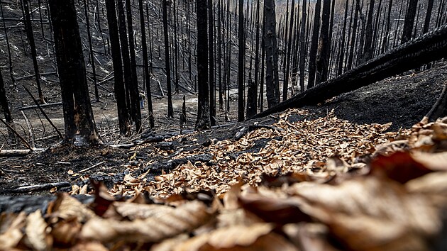 Hašení bylo problematické také kvůli obtížně dostupnému terénu. Stromy v bezprostřední blízkosti ohnisek shořely.