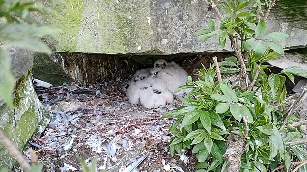 V Beskydech se tento rok t�em p�r�m sokola st�hovav�ho �sp�n� poda�ilo odchovat dev�t ml��at.