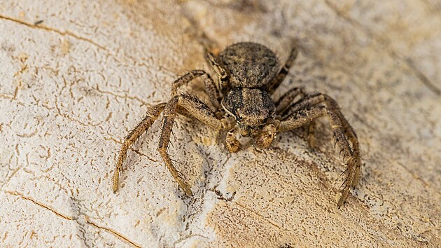 Pavouk skákavka na hradecké pískovně Marokánka