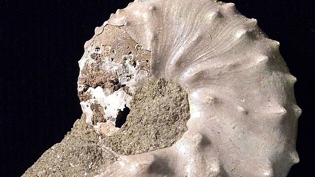Také zástupci rodu Discoscaphites pravděpodobně přežili hromadné vymírání na konci křídy, jak dokládají objevy jejich zkamenělých schránek v sedimentech souvrství Tinton na území amerického státu New Jersey.