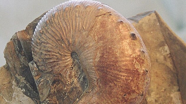 Fosilie amonita rodu Hoploscaphites, jednoho z několika zástupců této skupiny, kterým se podařilo přežít do paleocénu. Zkameněliny potenciálních raně kenozoických exemplářů byly objeveny na území Dánska, Nizozemska, Spojených států amerických a pravděpodobně i Turkmenistánu.