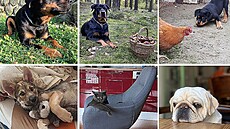 Nejroztomilejí mazlíci msíce íjna