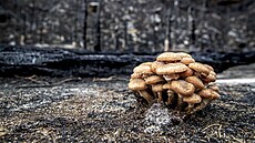 �tvrt roku po ni�ivém po�áru jsou v Národním parku �eské �výcarsko patrné...