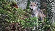 Vlk byl u nás pronásledován a loven u� od st�edov�ku.