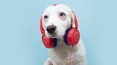 Svého mazlíka mete podle odborník pivykat na zvuky ohostroj a petard...