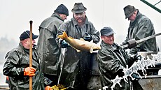 Podzimní výlov rybníku Chmela� v Ú�t�ku.