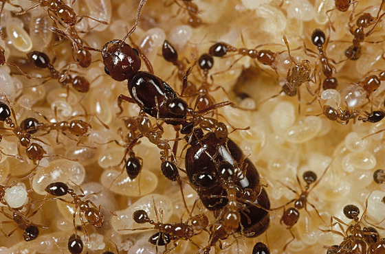 Havaj zamoují takzvaní ohniví mravenci (solenopsis geminata)