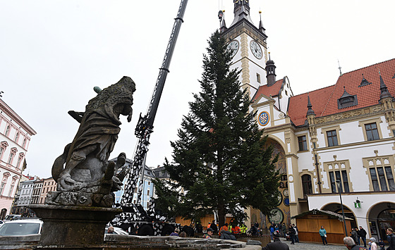 Letoní vánoní strom pro Olomouc darovala rodina z Hluboek u Olomouce....
