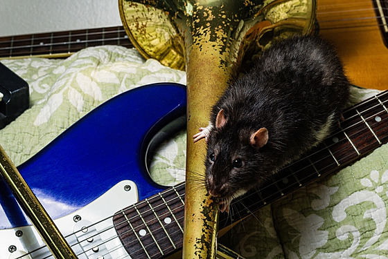 Krysy mají vrozený smysl pro rytmus, zjistili japontí vdci.