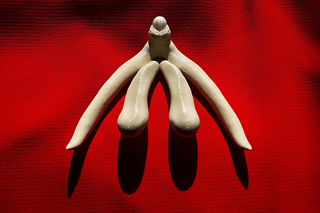 Vědci spočítali nervová vlákna klitorisu. Dosud se vycházelo ze studií krav